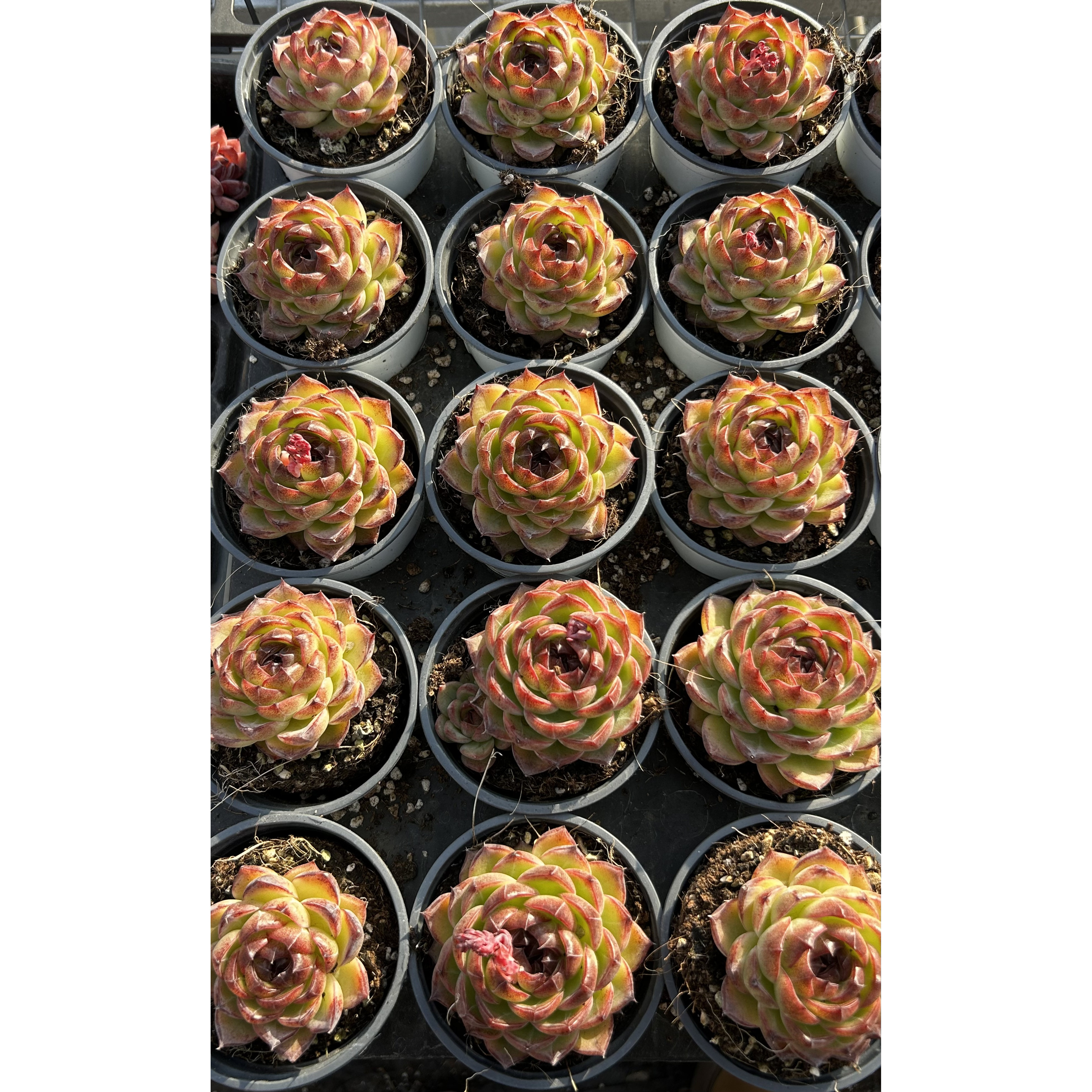 慢悠花房 赤金盏 精品多肉办公室阳台绿植园艺盆栽多肉,淘宝优惠券,粉丝福利购,淘宝优惠卷