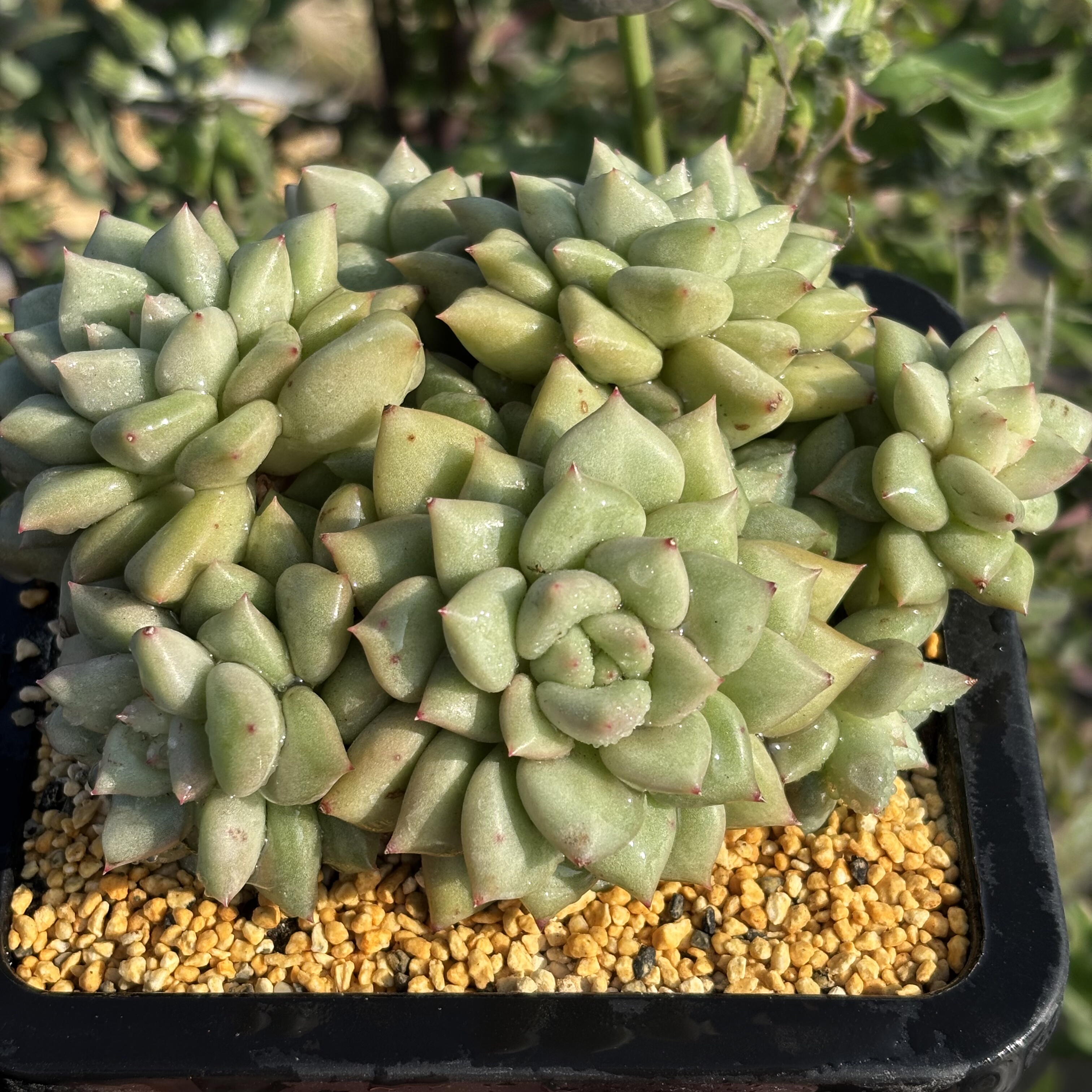 慢悠花房象牙精品多肉绿植园艺盆栽花卉庭院多肉,淘宝优惠券,粉丝福利购,淘宝优惠卷