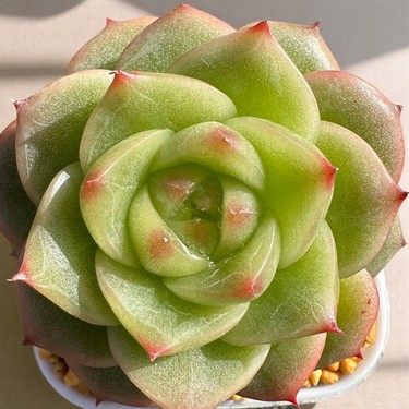 慢悠花房杜若珍妮 多肉绿植园艺盆栽花卉庭院多肉植物,淘宝优惠券,粉丝福利购,淘宝优惠卷