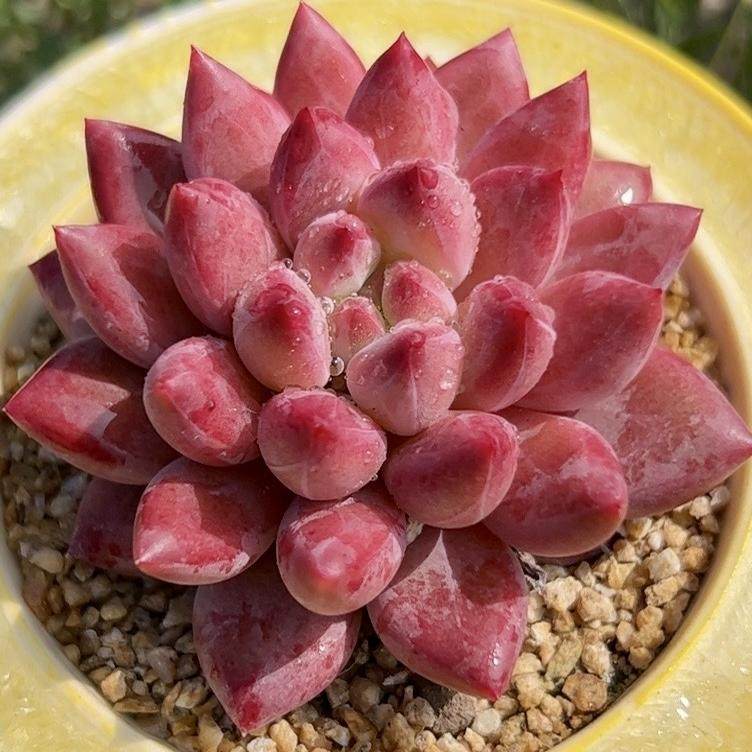 慢悠花房 红虞美人 精品多肉绿植园艺盆栽花卉庭院多肉植物,淘宝优惠券,粉丝福利购,淘宝优惠卷