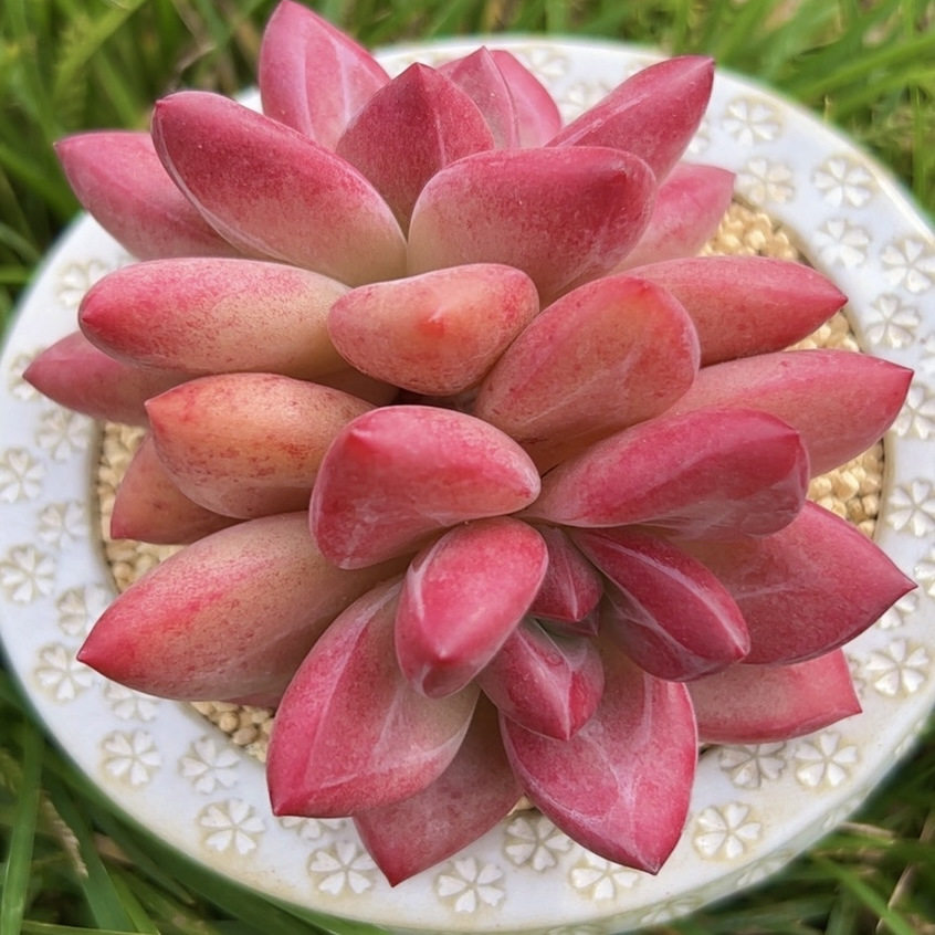 慢悠花房 赫菲斯托双头 办公室阳台绿植园艺盆栽花卉庭院多肉植物,淘宝优惠券,粉丝福利购,淘宝优惠卷