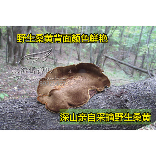 野生桑黄 东北长白山暴马子丁香桑黄 250克 - 图1