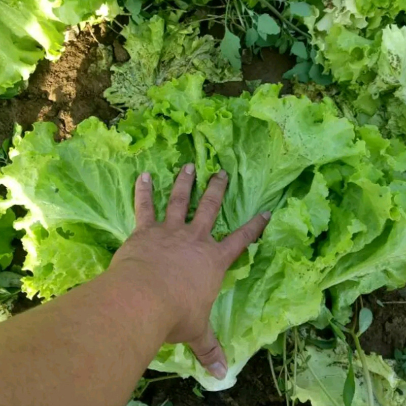 8种蔬菜种子套餐 叶菜类菜籽 四季播 包邮 农家蔬菜 生菜香菜种子