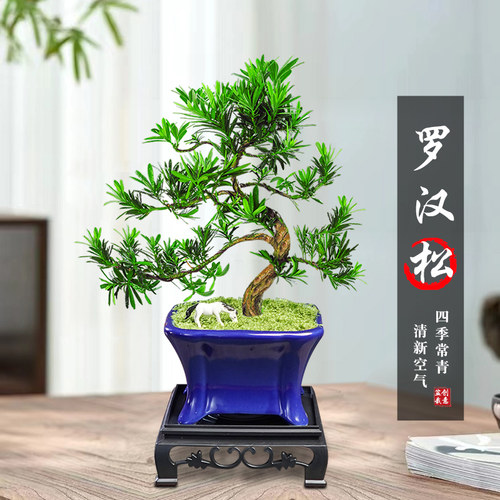 造型罗汉松盆景室内高端创意盆栽植物好养易活茶几绿植办公室花卉 - 图1
