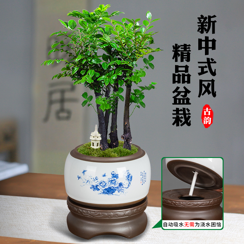 小叶紫檀盆景植物树苗盆栽办公室桌面室内花卉绿植好养活禅意摆件