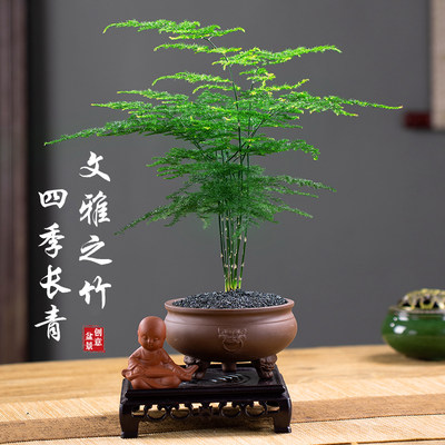 文竹盆栽长青植物好养室内办公观赏花卉净化空气四季常青造型盆景 虎窝淘