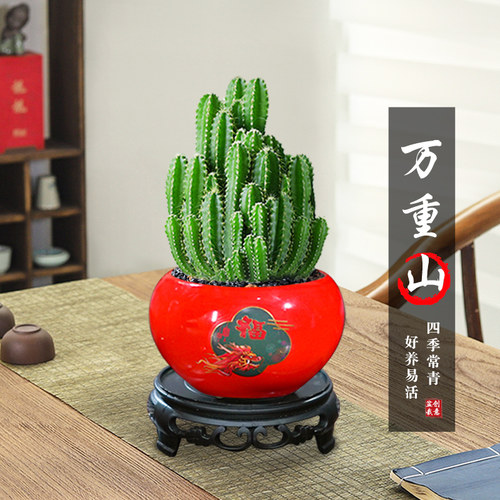 万重山正宗多肉花卉植物家庭办公好养桌面阳台仙人球网红迷你盆栽 - 图2