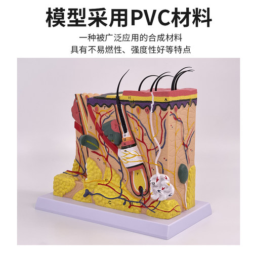高级人体皮肤模型 皮肤放大 皮肤解剖 皮脂 皮毛、毛囊、脂腺模型 - 图0
