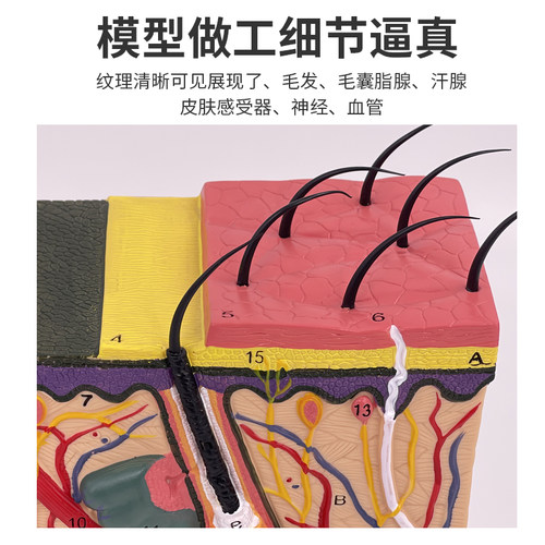 高级人体皮肤模型 皮肤放大 皮肤解剖 皮脂 皮毛、毛囊、脂腺模型 - 图1