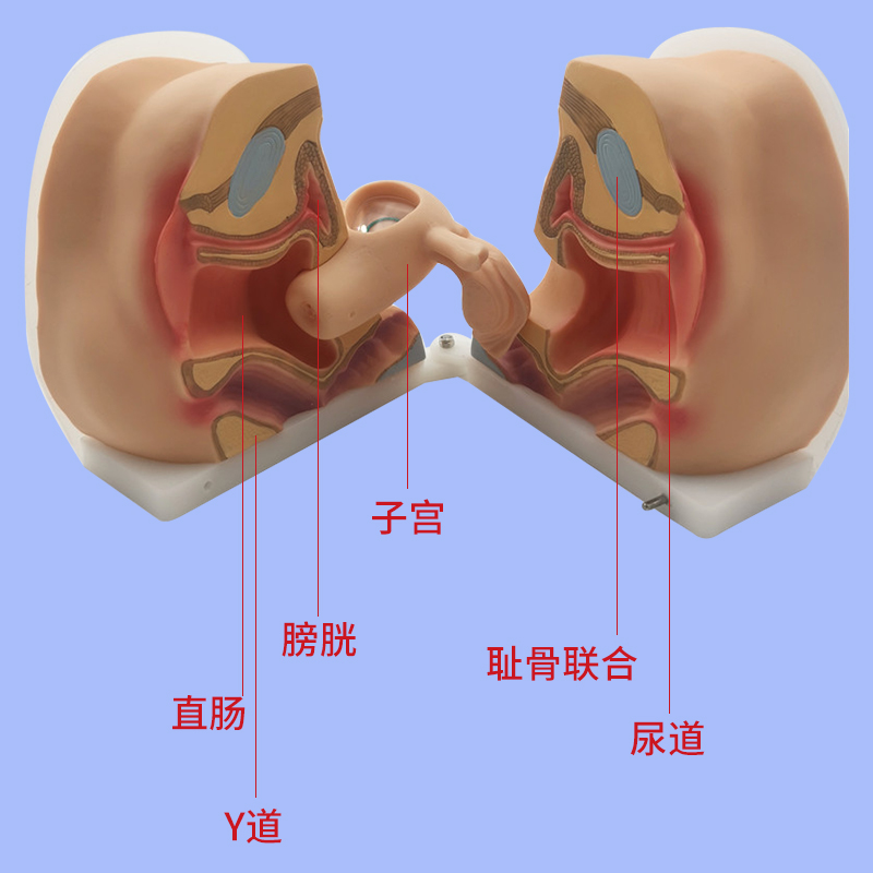 女性生殖器模型宫颈子宫阴道卵巢妇科检查生殖私密教学1比1软硅胶 - 图0