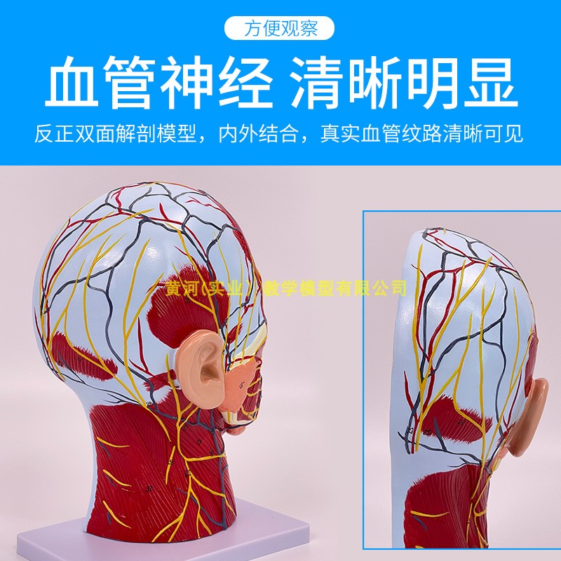 人体头面部附脑血管神经模型颈部解剖学面部神经血管肌肉结构模型 - 图1