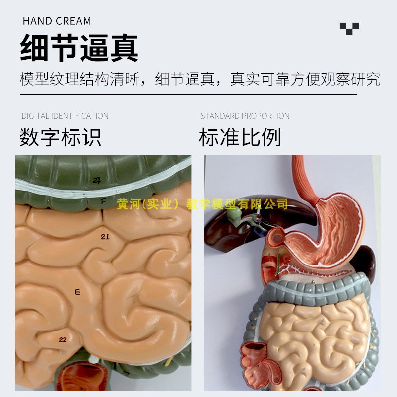 人体消化系统模型消化道胃剖面鼻咽喉胃解剖模型肛肠科大小肠-图1