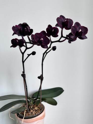 黑鸟蝴蝶兰2.8寸带花剑浓香型室内绿植盆栽花卉好养年宵花 - 图0