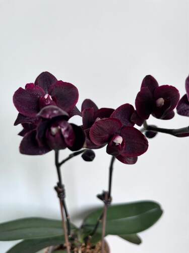 黑鸟蝴蝶兰2.8寸带花剑浓香型室内绿植盆栽花卉好养年宵花 - 图2
