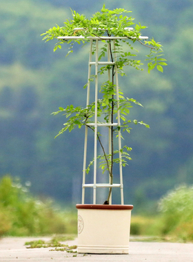 绿植支架14mm玫瑰爬藤架