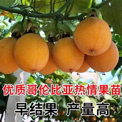 云南纯甜新品种热情果苗正品特大哥伦比亚热情果苗黄金百香耐寒 - 图2