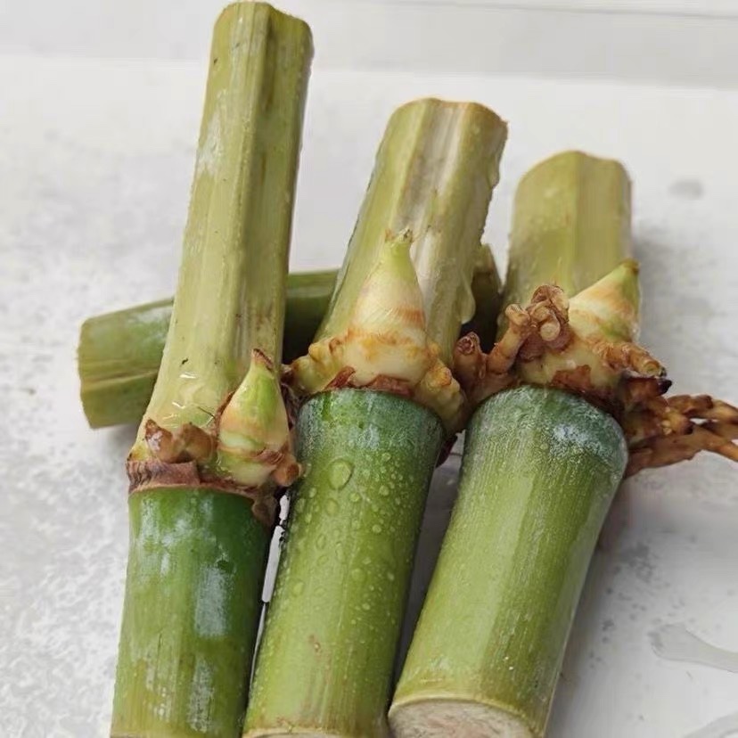 甜象草3号种节无毛高产耐寒皇竹草巨菌草种子多年生四季常青牧草-图1