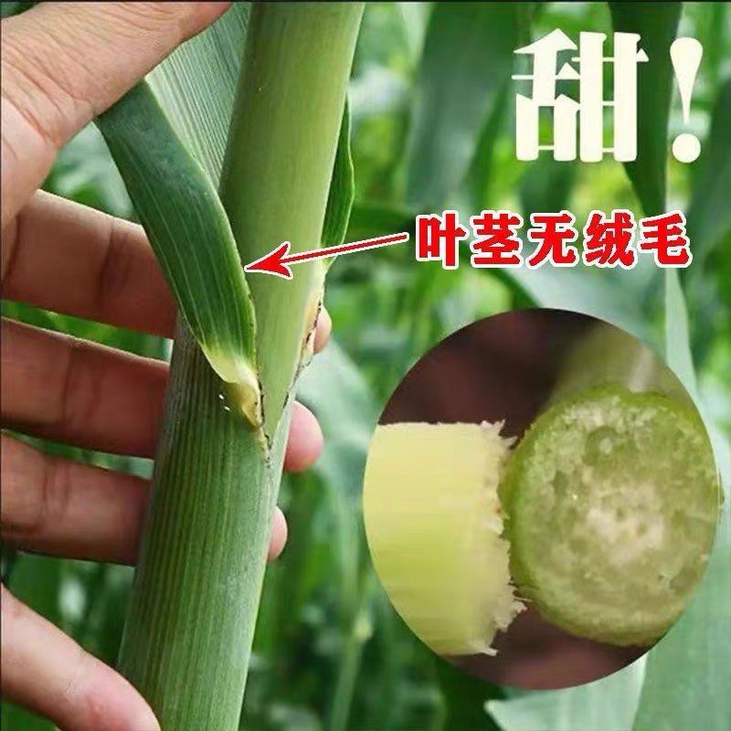 牧草种子南北方型大力士甜高粱饲用甜高粱牛羊鱼草籽进口种子-图2