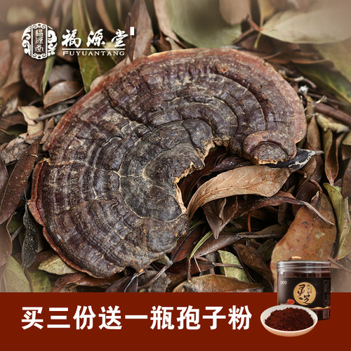 野生灵芝无柄赤芝整枝林芝红紫芝可切片250g 买3送孢子粉 特级 - 图1