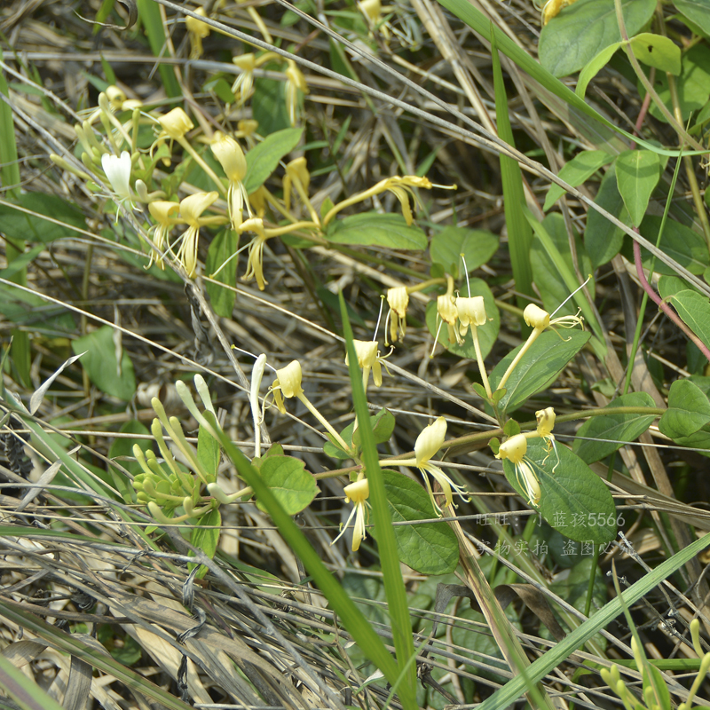 野生农家自采金银花天然无硫带绒毛200g花茶散装中药材可宝宝泡澡