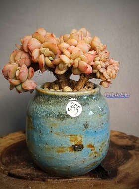 景德镇手工多肉花盆坛子姐小罐子拇指盆陶土粗陶复古肉锥盆小老桩