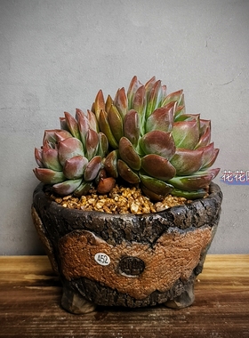 景德镇手工多肉花盆坛子姐多肉花盆小号碗中号碗圆口粗陶油画风