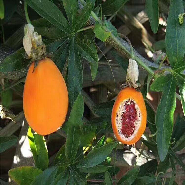 爬藤百香果苗甜蜜蜜红肉蓝冠百香果纯甜不酸抗寒品种盆栽四季结果