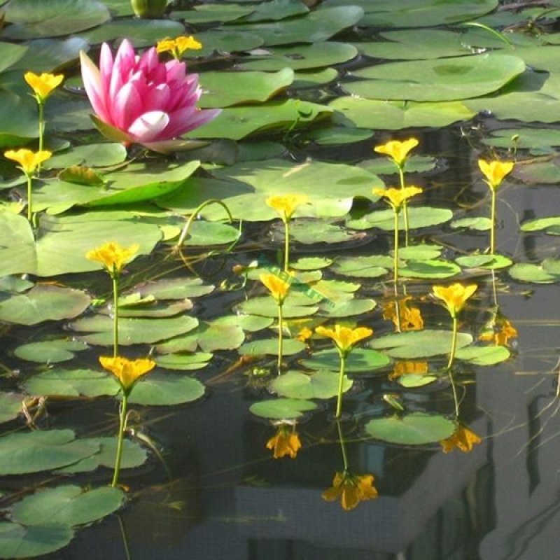 黄花一叶莲荇菜水培水生植物花卉造景观微净化水质绿植杏菜莕菜苗