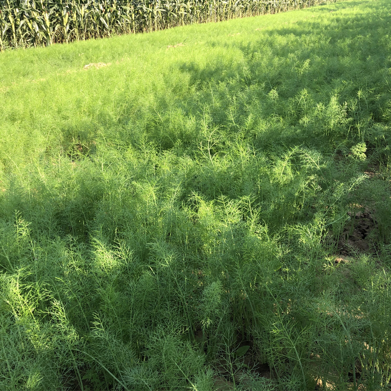 现货 包邮山东茴香菜新鲜荤香鲜嫩小茴香苗不带根荤香菜鲜茴香4斤 - 图1