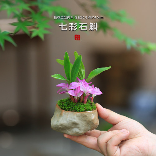 七彩香水石斛兰盆栽带花苞室内禅意花卉绿植小盆栽兰花香水石斛兰 - 图3