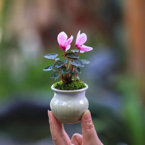 迷你仙客来室内好养花卉开花植物桌面小盆栽办公室净化空气小绿植 - 图2