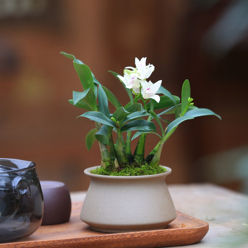 白花石斛兰盆栽带花茶室禅意盆景桌面花卉植物室内迷你兰花盆栽 - 图0