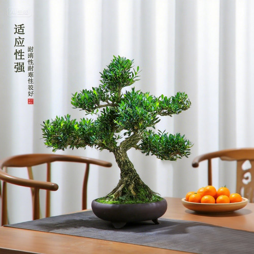 黄杨盆栽老桩造型盆景皱皮小叶植物庭院绿植四季常青禅意茶室盆景 - 图1
