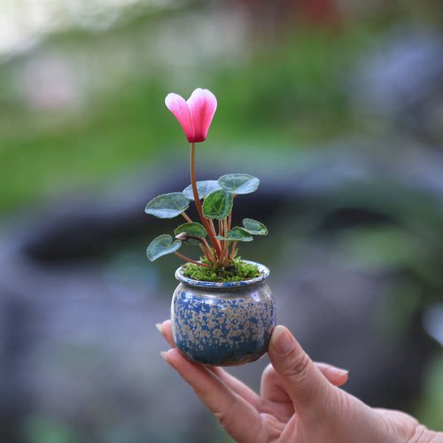 迷你仙客来室内好养花卉开花植物桌面小盆栽办公室净化空气小绿植 - 图3