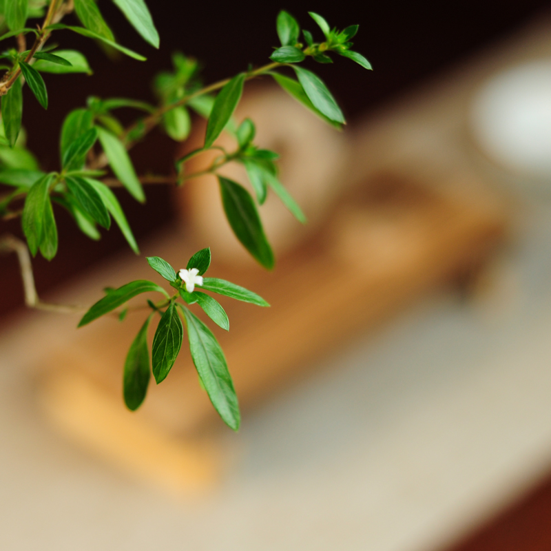 六月雪盆景室内悬崖植物造型摆件中式茶室阳台绿植花卉盆栽清香木 - 图2