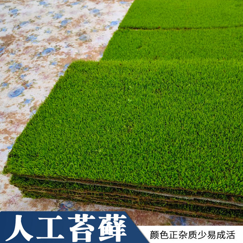 苔藓鲜活植物微景观人工短绒铺面青苔草皮室内假山造景盆景装饰 - 图0