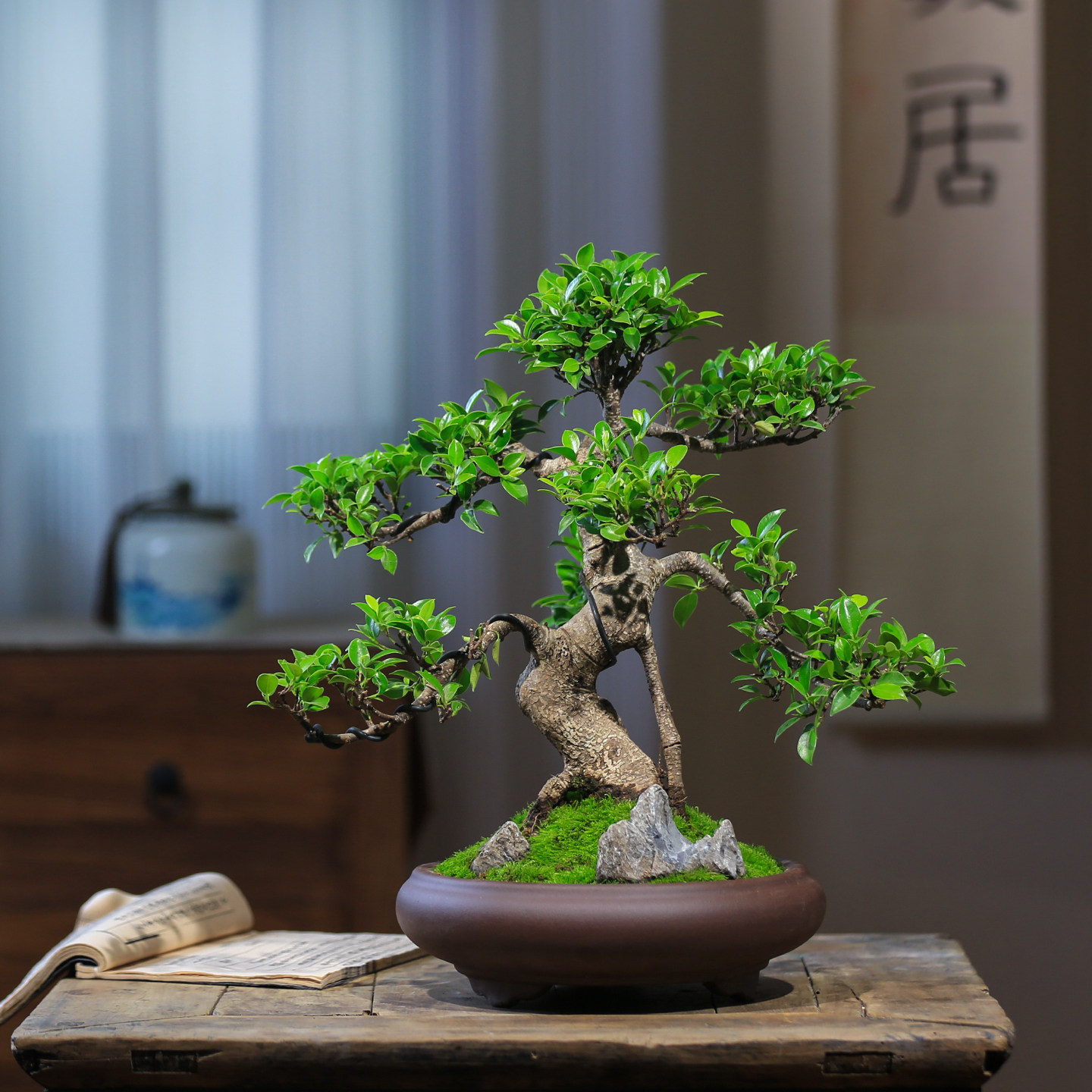 榕树老桩造型茶桌小叶榕树盆景室内中式四季常青盆栽耐阴耐寒绿植