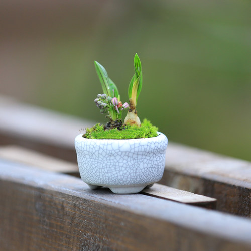桌面迷你小盆栽拇指植物风信子缟缦穗开花兰花球根花卉办公室绿植 - 图0
