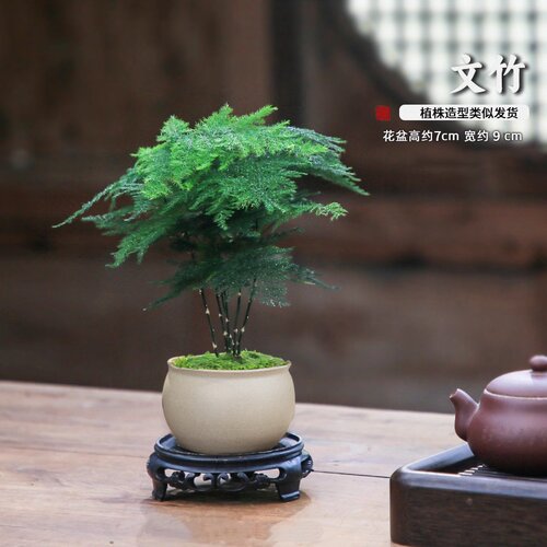 文竹盆栽室内中式禅意绿植客厅办公室桌面水培好养迷你小植物盆景 - 图1