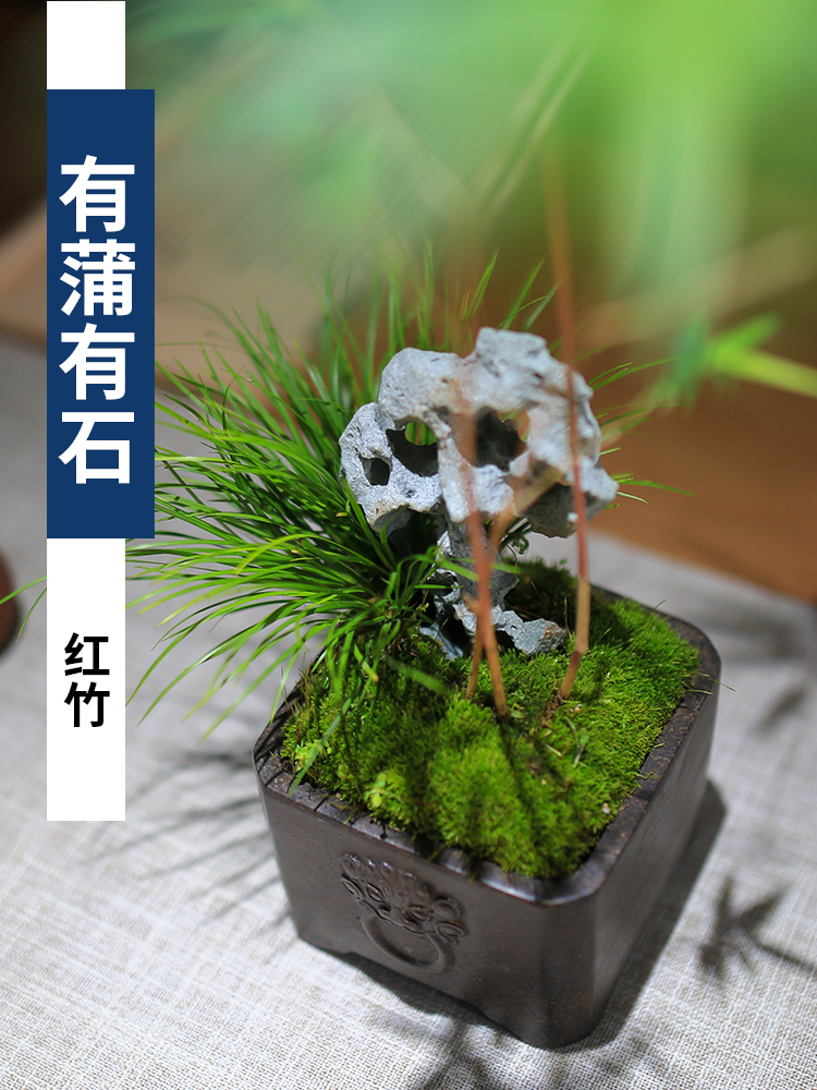 红竹盆栽红观音竹菖蒲苗精品绿植创意小盆景太湖石植物办公室客厅-图0