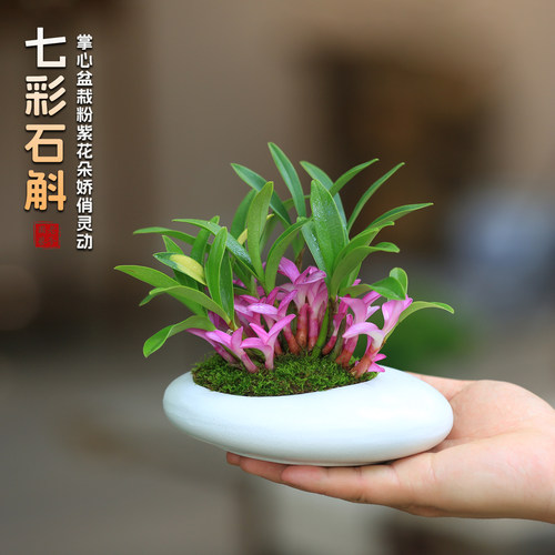 七彩香水石斛兰盆栽带花苞室内禅意花卉绿植小盆栽兰花香水石斛兰 - 图1