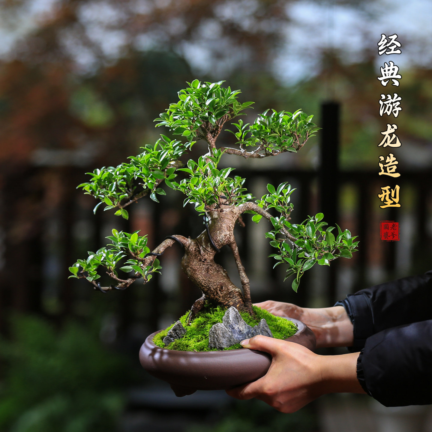 榕树老桩造型茶桌小叶榕树盆景室内中式四季常青盆栽耐阴耐寒绿植