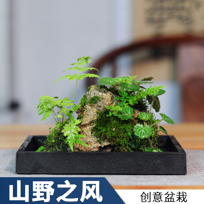 附石菖蒲吸水石小盆景配米竹盆栽室内桌面绿植苔藓微景观水培植物-图1