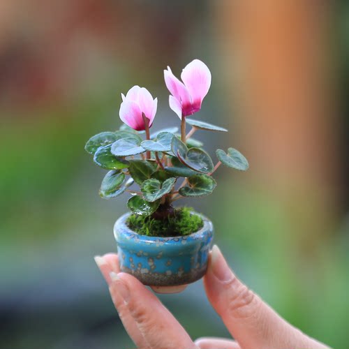 迷你仙客来室内好养花卉开花植物桌面小盆栽办公室净化空气小绿植 - 图0