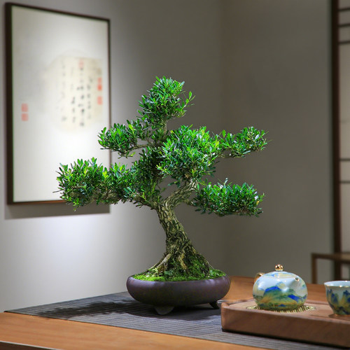 黄杨盆栽老桩造型盆景皱皮小叶植物庭院绿植四季常青禅意茶室盆景 - 图3