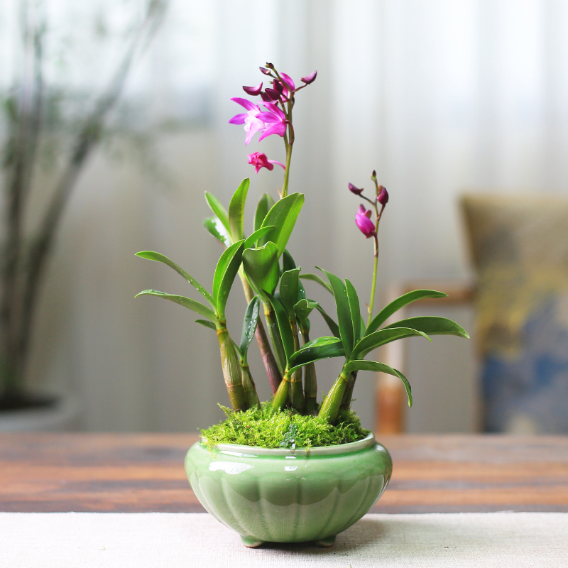 澳洲香水石斛兰盆栽室内植物秋冬带花苞桌面花办公室绿植好养兰花