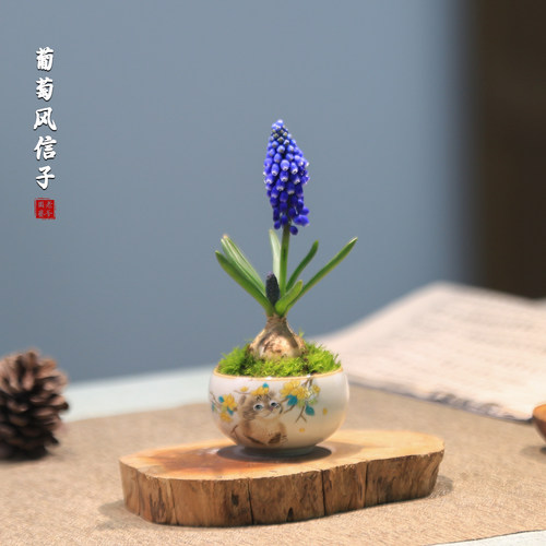 桌面迷你小盆栽拇指植物风信子缟缦穗开花兰花球根花卉办公室绿植 - 图3