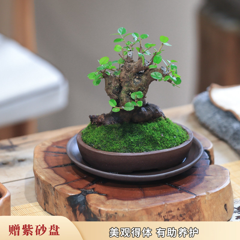 矮霸雀梅老桩盆景室内植物客厅旺宅绿植茶室书桌办公室迷你盆栽,淘宝优惠券,粉丝福利购,淘宝优惠卷