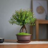 Xiaoye Chinan Bonsai Little Pleap Office Desk Balcon