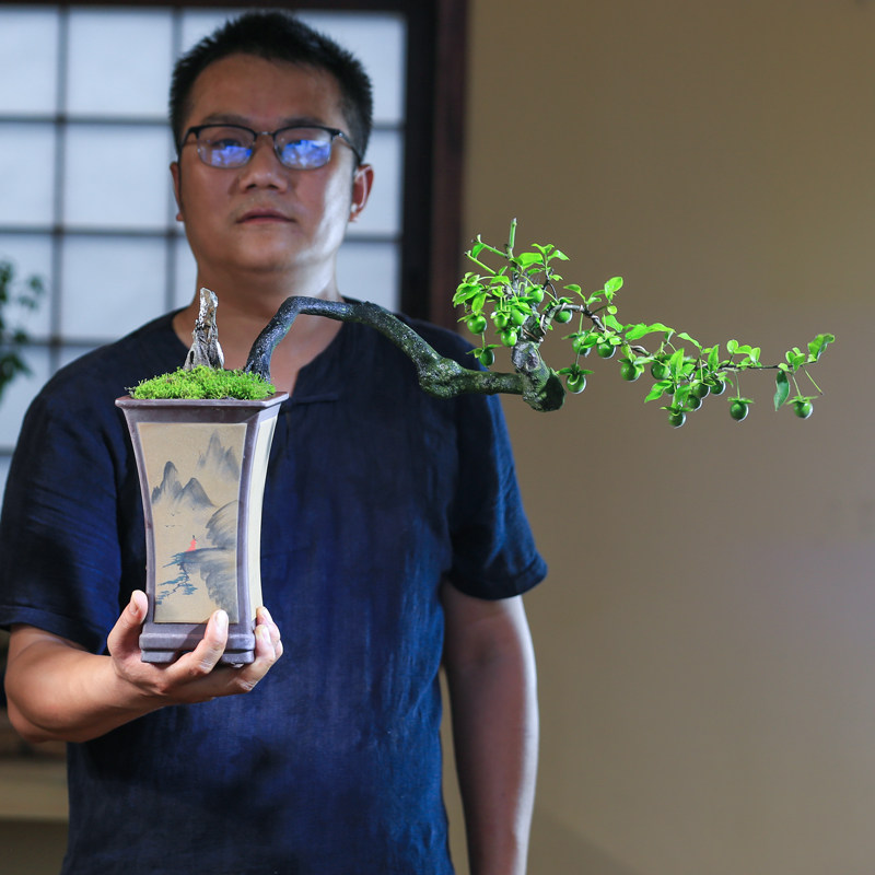 金弹子盆栽老桩一物一拍开花观果植物灌木禅意瓶兰造型盆景花卉,淘宝优惠券,粉丝福利购,淘宝优惠卷